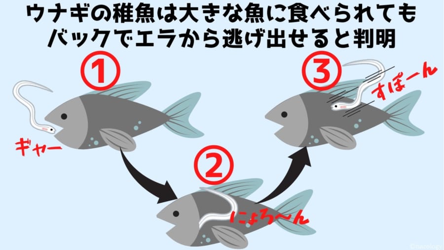 ウナギの稚魚は大きな魚に食べられても バックでエラから逃げ出せると判明