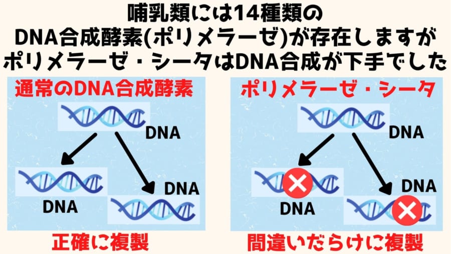 ポリメラーゼ・シータはDNA合成の劣等生だった