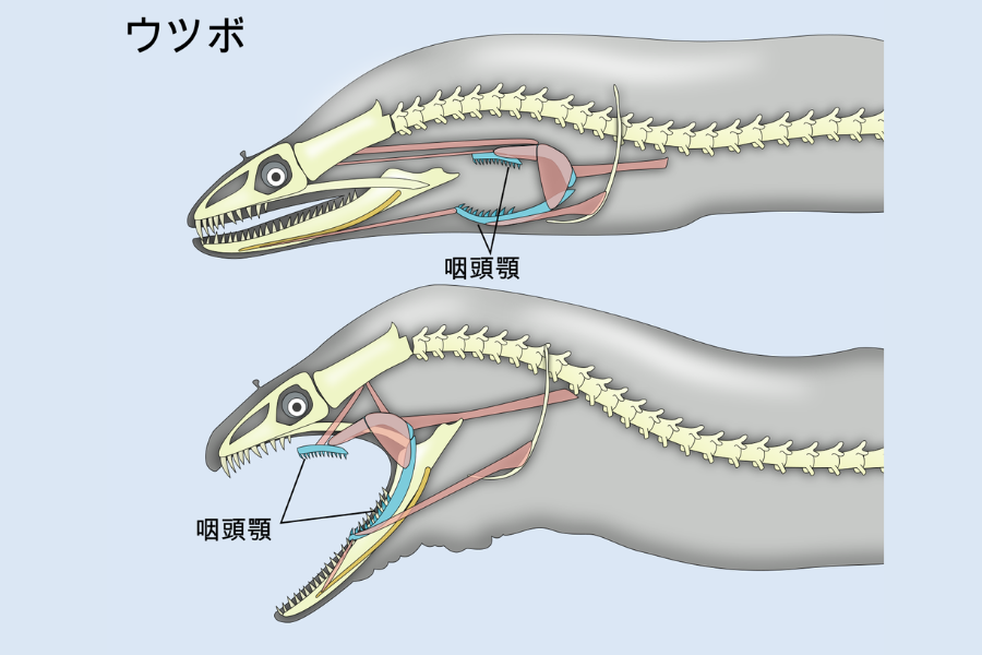 まるでエイリアン。クモウツボはのどに隠した「第二のアゴ」で獲物を引きずり込んでいた