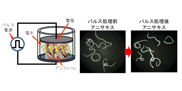 パルス大電流を流すことにより魚身中のアニサキスが死亡し、白濁して い る