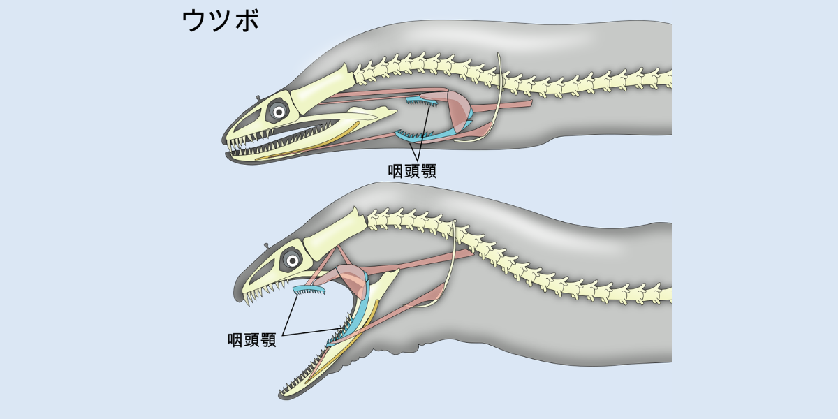 まるでエイリアン。クモウツボはのどに隠した「第二のアゴ」で獲物を引きずり込んでいた