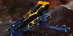 アイゾメヤドクガエル（Dendrobates tinctorius）