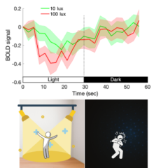 照明と暗闇を交互に繰り返した際の、扁桃体の活動の平均値