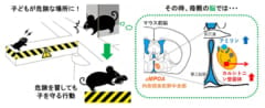 母親がリスク行動を取る脳内メカニズムが明らかに