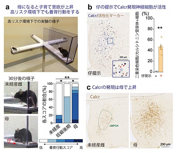 子育て意欲の上昇（a）、神経細胞の活性化（b、c）