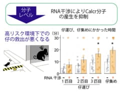 リスク行動をしなくなる