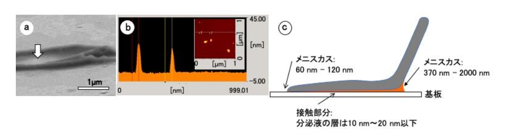 (a)凍結させた分泌液層、(b)AuPd粒子の高さ測定、(c)分泌液層の厚さ分布