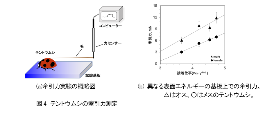 テントウムシの牽引力測定