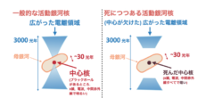 死につつある活動銀河核のイメージ図。一般的な活動銀河核は広がった電離領域 (約3000光年) および中心核 (<30光年) の両方で明るく輝くが、死につつある活動銀河核では中心核はすでに暗くなり、広がった電離領域のみが明るく輝いている。