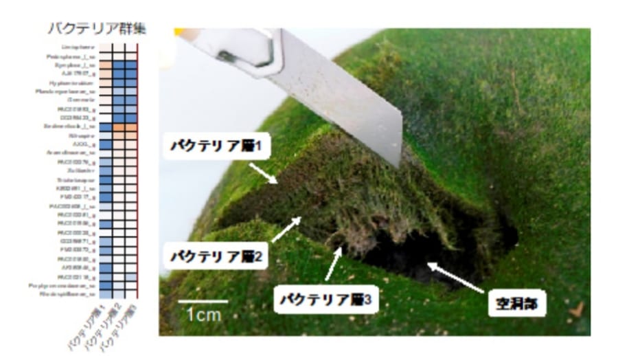 阿寒湖の「マリモが巨大化できる理由」が明らかに！共生バクテリアに秘密があった