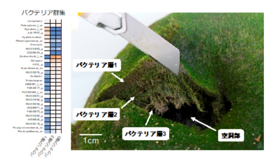 バクテリアが気密性と強度をもたらしていた