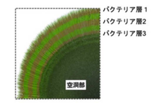 マリモ内部に見られるバクテリア層
