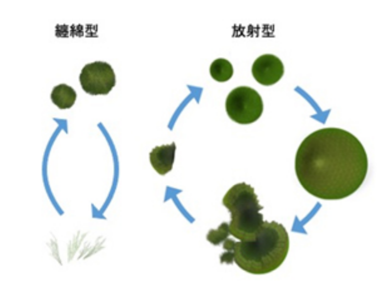 2種類の丸いマリモ