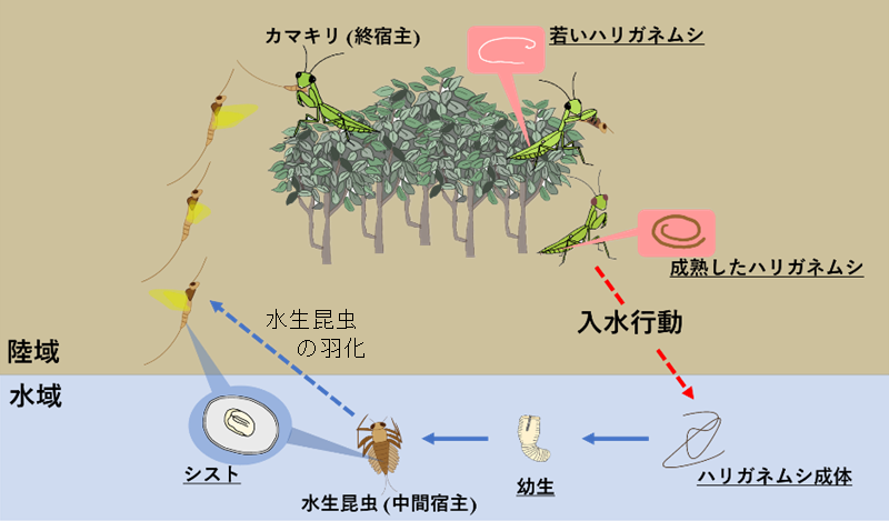 ハリガネムシの生活史