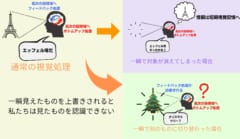 脳のフィードバック処理のために、私たちは一瞬見えたものを上書きされる認識できなくなる