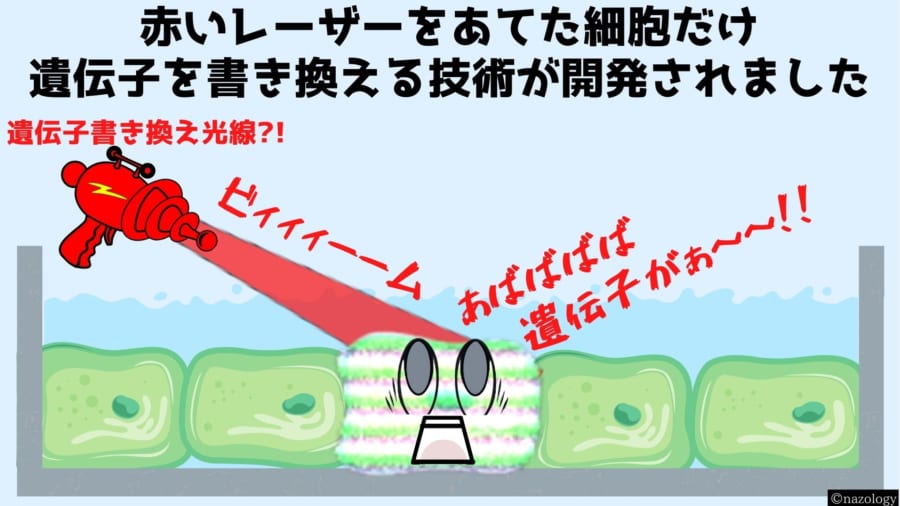 赤い光をあてた細胞だけ遺伝子を書き換える技術が開発されました