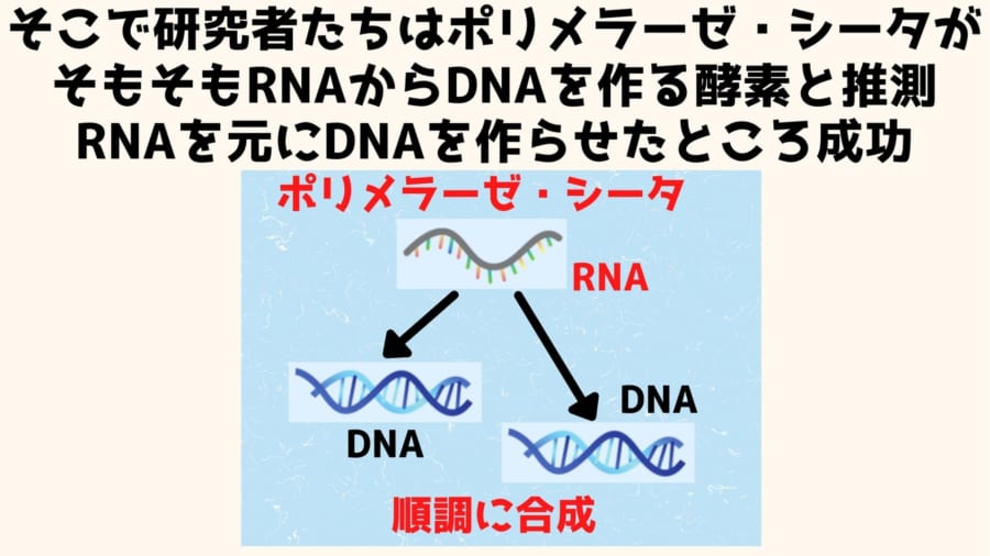 そもそもポリメラーゼ・シータ派DNAからDNAを作る酵素ではなくRNAからDNAを作る酵素だった