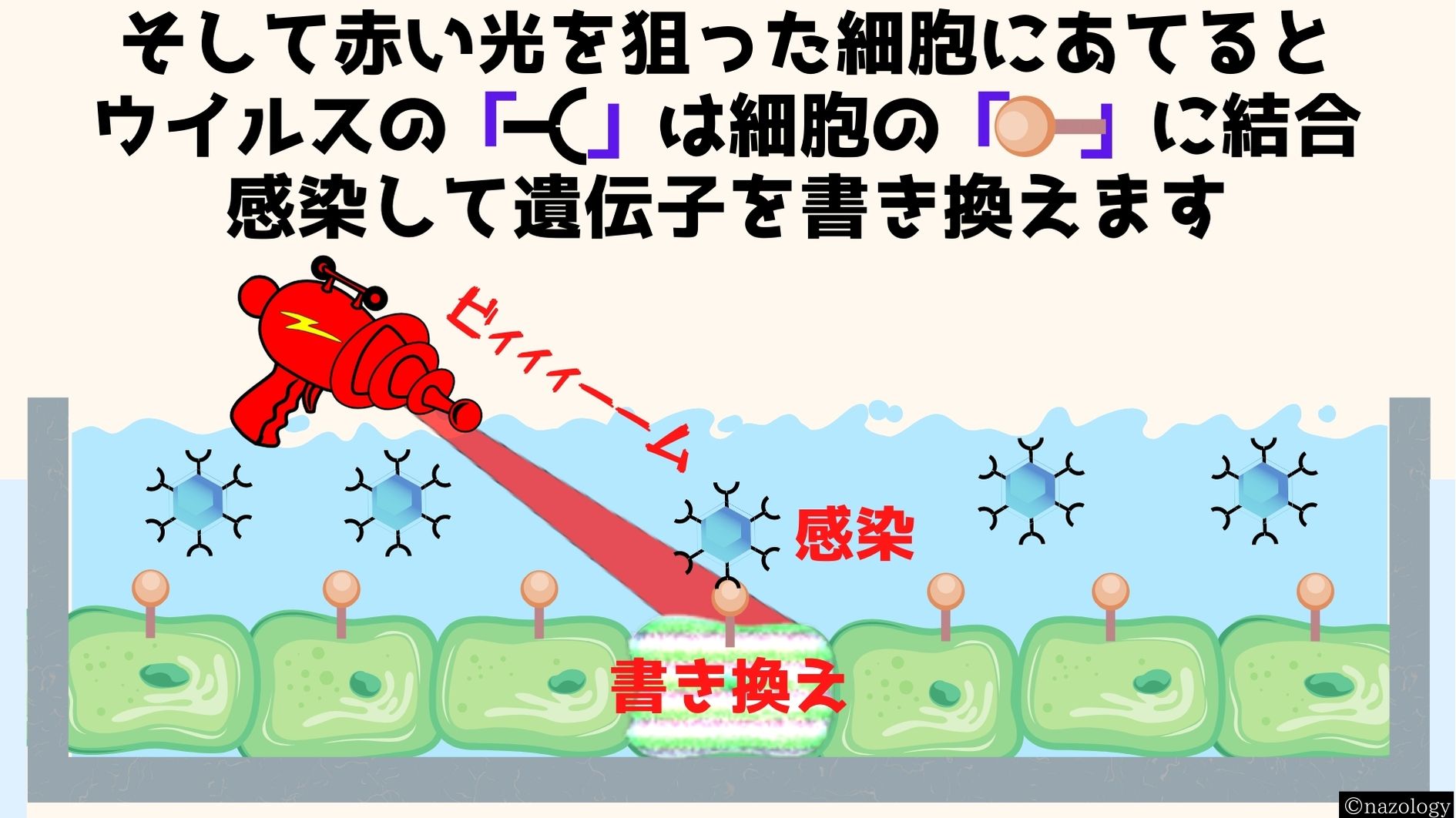 赤い光があたるとウイルス表面のタンパク質（PIF）は細胞表面のタンパク質（phtB）に結合する