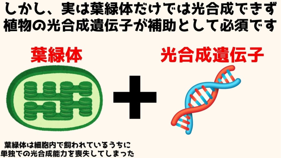 光合成を行うには葉緑体とそれを支える光合成遺伝子が必要