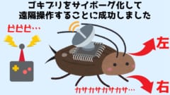 人命救助のために「生きたメカゴキブリ」をリモコンで制御することに成功の画像 2/6