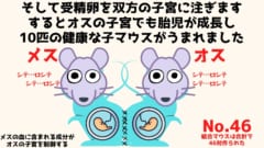 健康な子マウスがうまれる確率はメスマウスからのほうが多かった