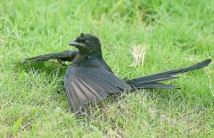 蟻浴の身振りをするオウチュウ