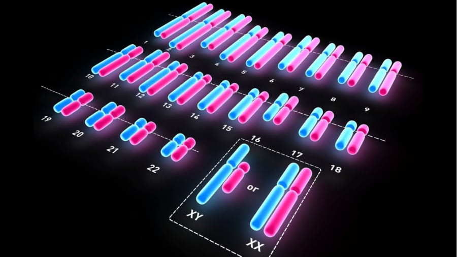 ヒトの染色体は46本あるが半分は父親、半分は母親からのものである