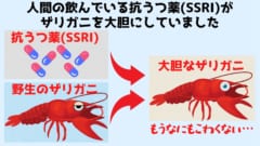 人間用の抗うつ薬が川に流れ込みザリガニを大胆にさせていたと判明！