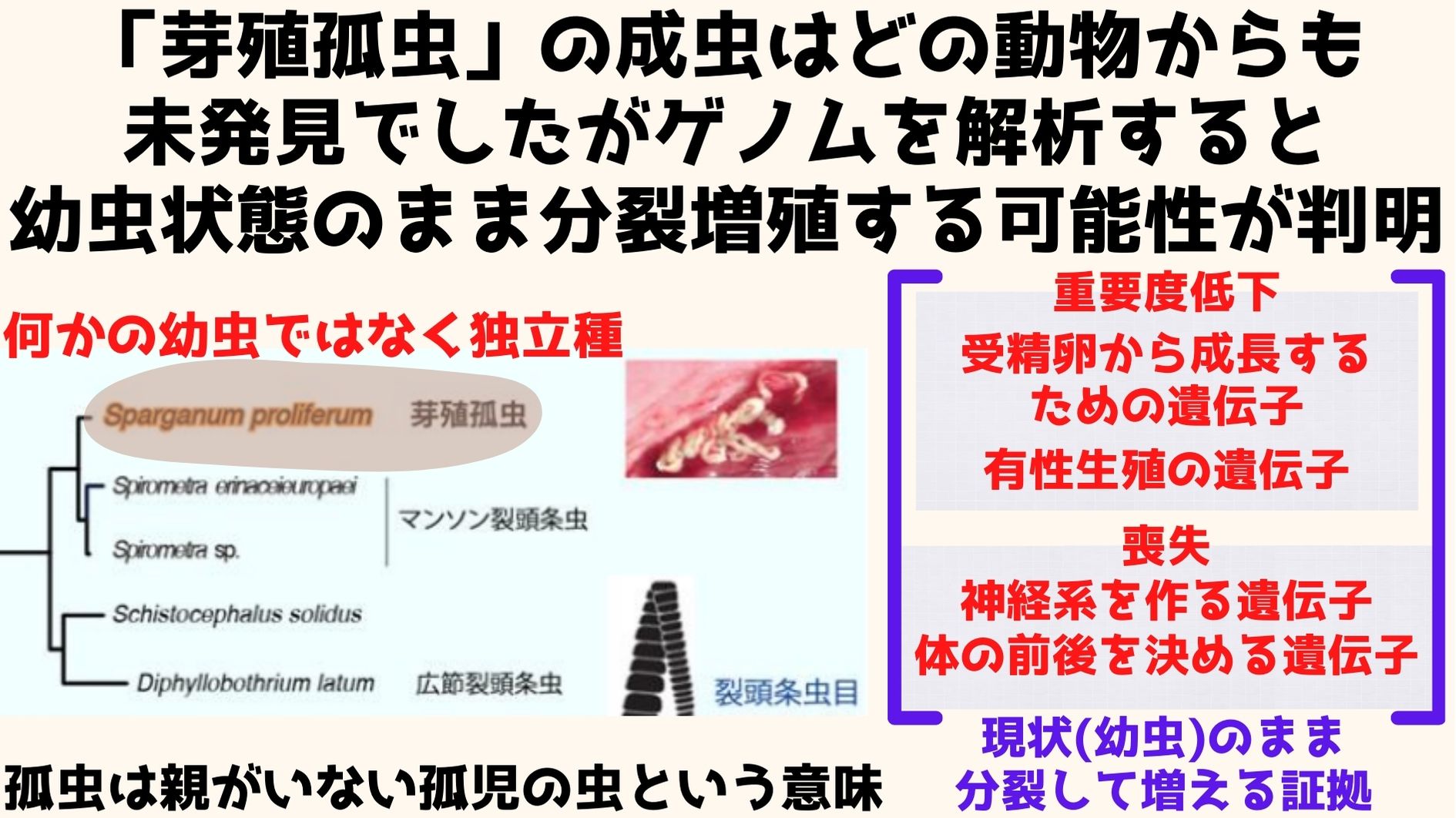 芽殖孤虫は永遠に幼虫のまま、出芽・分裂を繰り返して増殖する