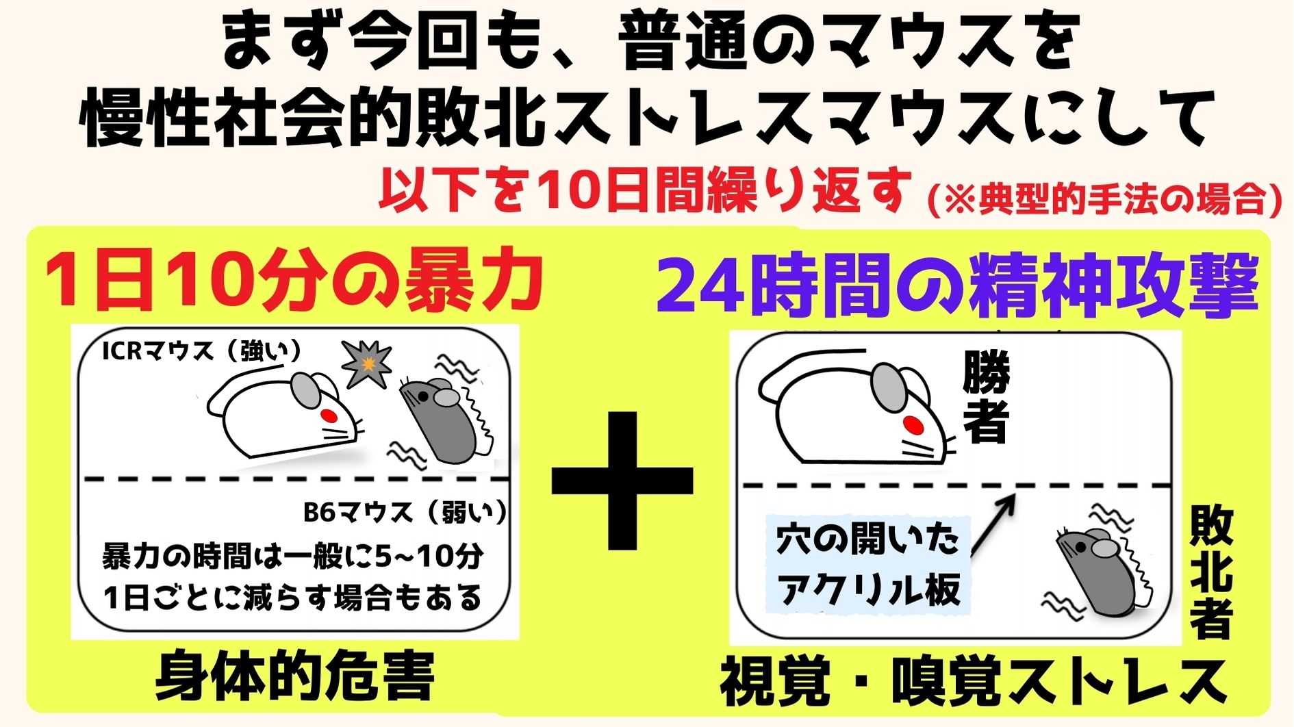 慢性社会的敗北ストレスマウスの典型的な作り方。暴力の時間については研究ごとに多少異なる