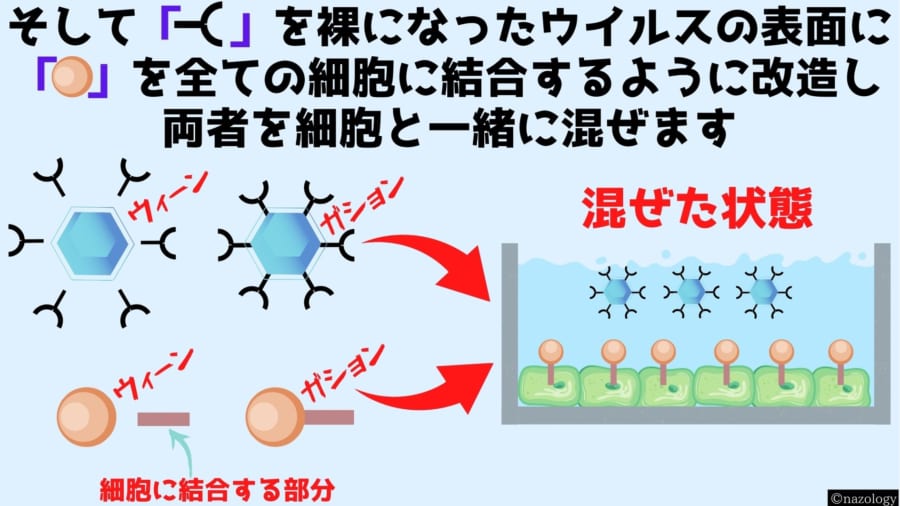 シロイヌナズナから取り出した遺伝子を使ってウイルスと細胞に仕掛けをする