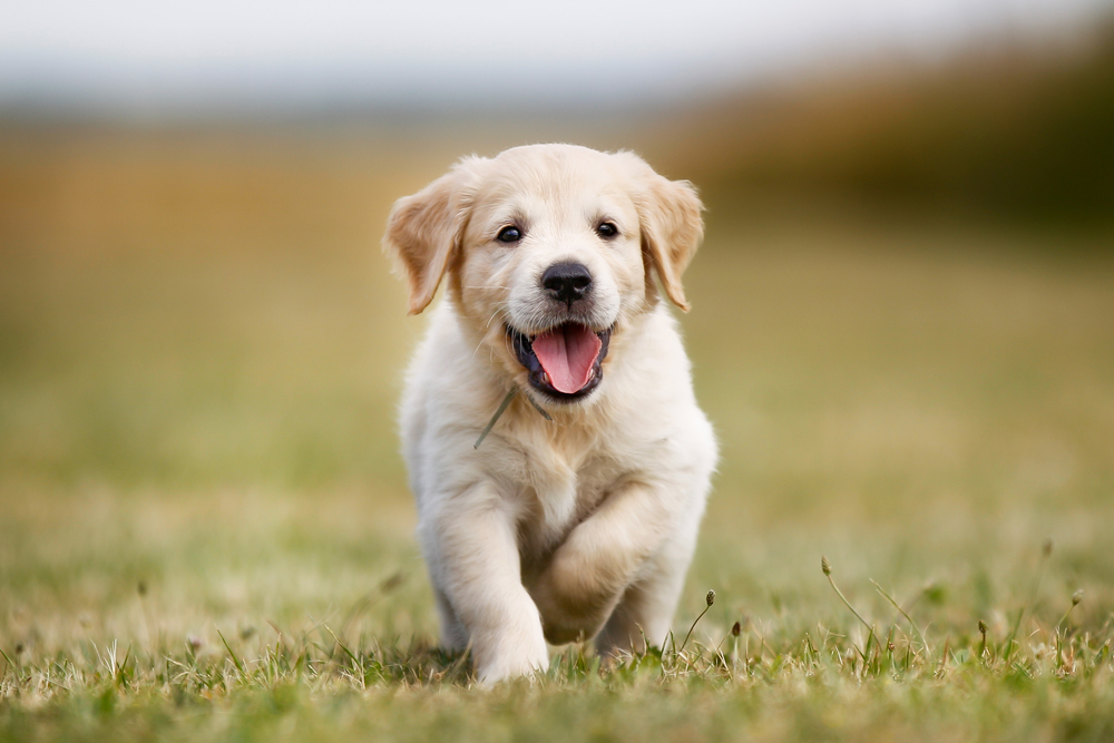 犬の社交性は生まれつき？