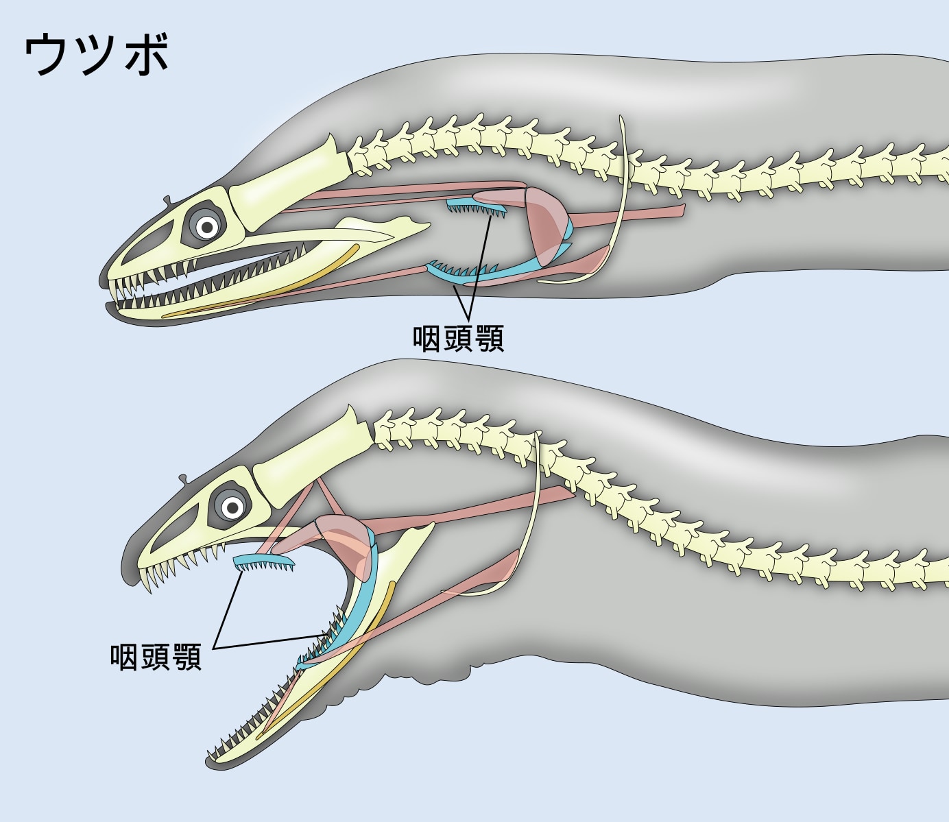 骨の構造