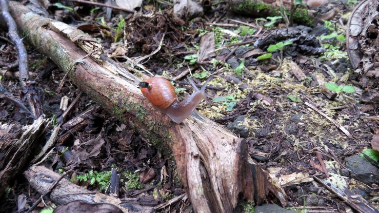 カタツムリに「世界最小のコンピュータ」を背負わせ、ナゾだった天敵回避法を解明