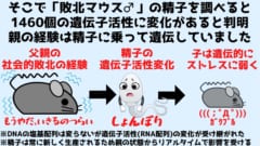 慢性社会的敗北ストレスは精子に乗ってRNA配列の違いという形で遺伝していた