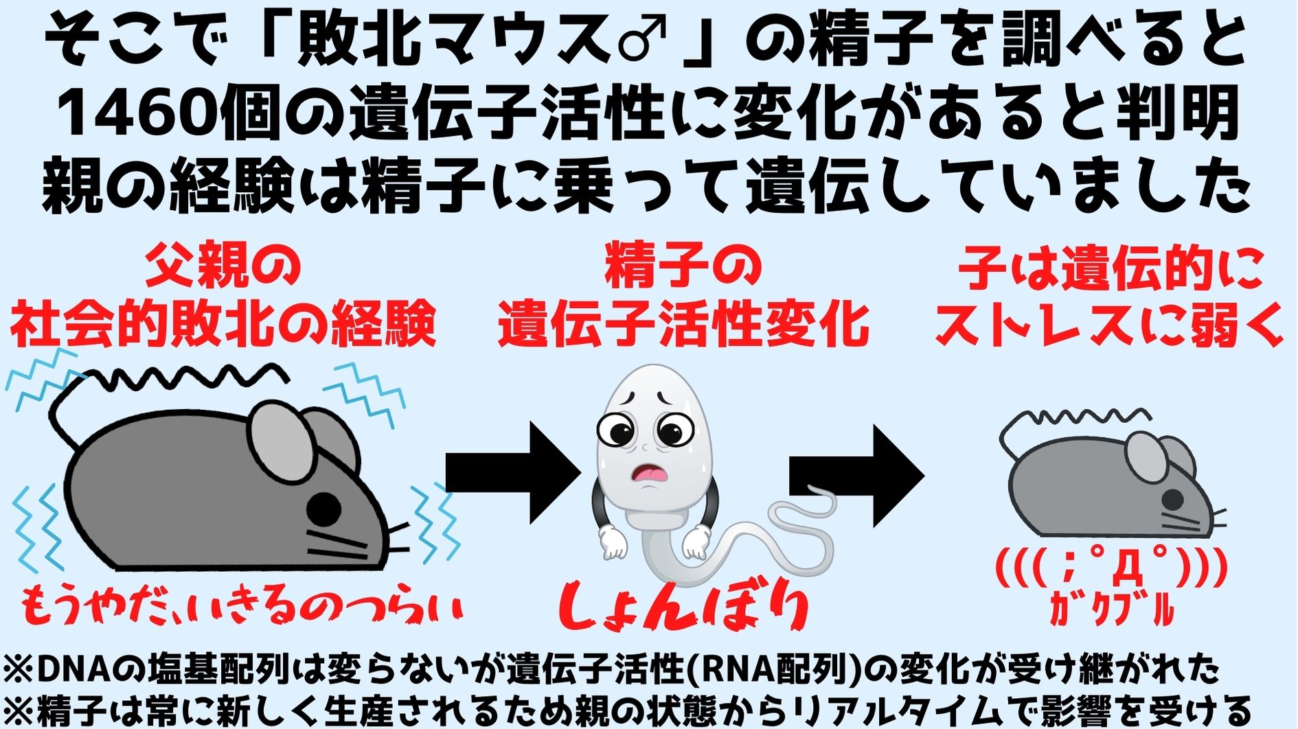 慢性社会的敗北ストレスは精子に乗ってRNA配列の違いという形で遺伝していた