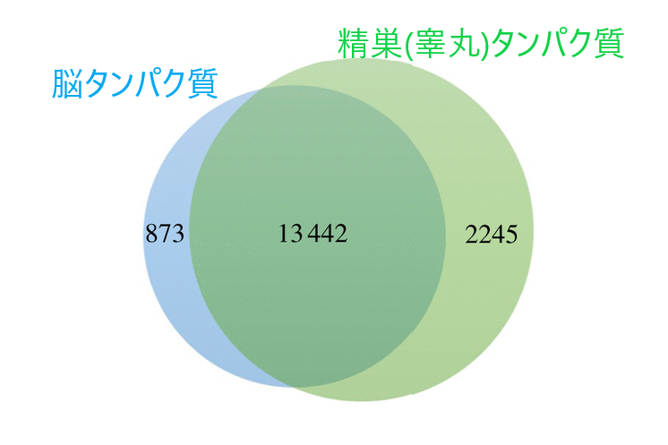 脳と精巣は13,442個の共有タンパク質をもつ