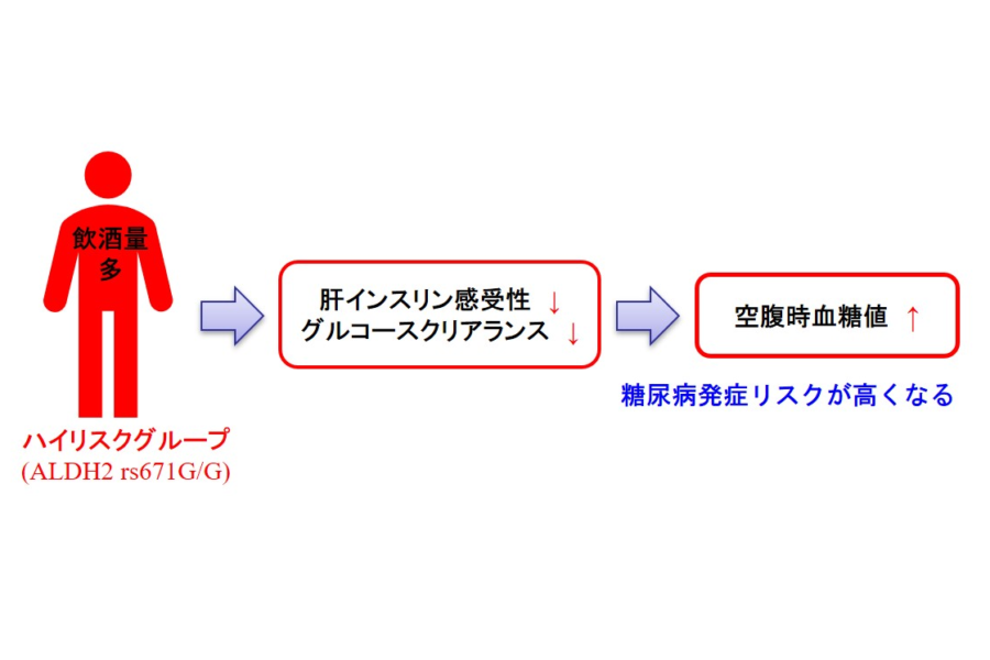 アルコールに強い人ほど糖尿病になりやすいメカニズムが明らかに