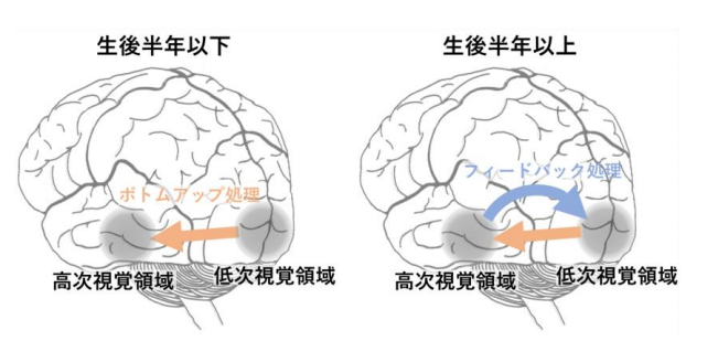 生後半年頃を境に、ボトムアップの処理からフィードバックを組み込んだ処理へと、視覚処理のメカニズムが 大きく変化する