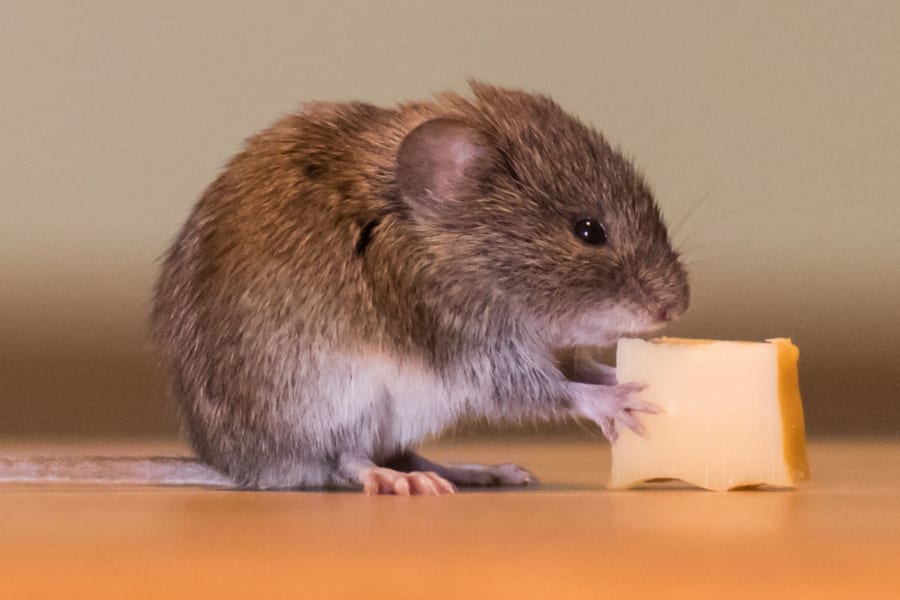 食事の「やめどき」を制御する脳の神経回路が見つかる、破壊すると太り続けると判明