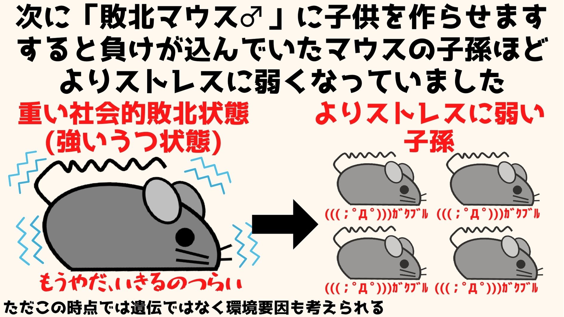 慢性社会的敗北ストレスの影響の強い親からはストレスに弱く過敏な子がうまれる