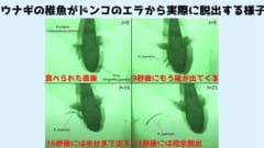 ウナギの稚魚には魚に食べられても「エラからバックで抜け出す能力」があったの画像 6/8