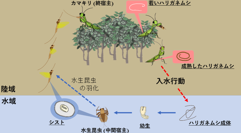 カマキリが「入水」する仕組みが解明