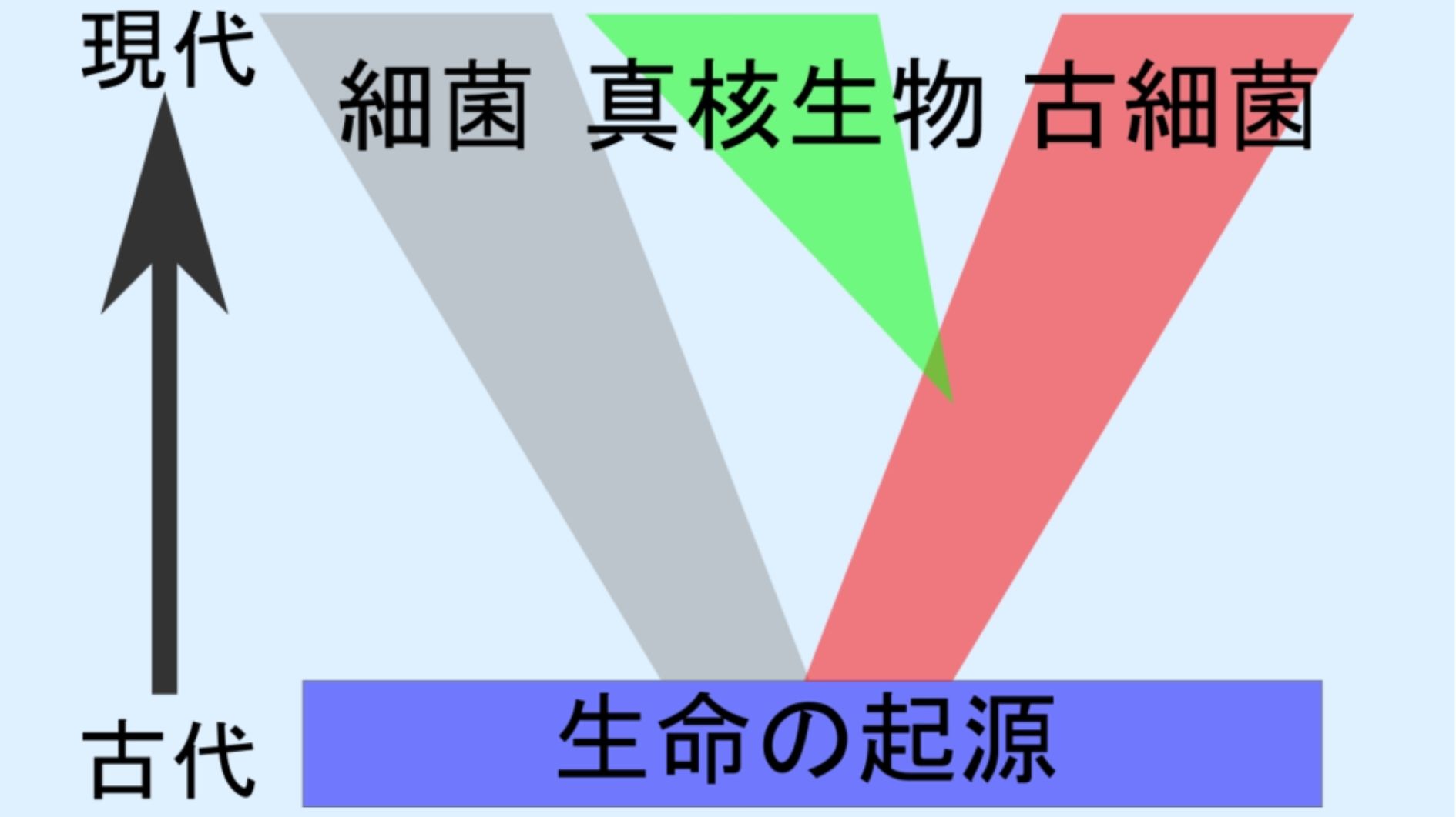 私たちの細胞のベースは古細菌である。そこに細菌のミトコンドリアが入り込み、真核生物に進化した