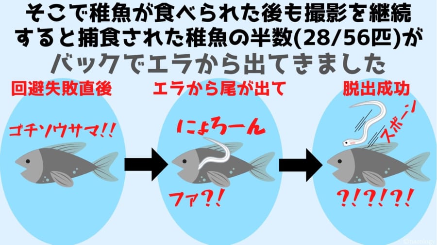 そこで稚魚が食べられた後も撮影を継続 すると捕食された稚魚の半数(28/56匹)がバックでエラから出てきました