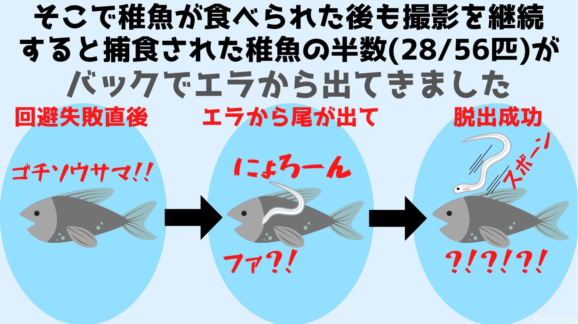 そこで稚魚が食べられた後も撮影を継続 すると捕食された稚魚の半数(28/56匹)がバックでエラから出てきました