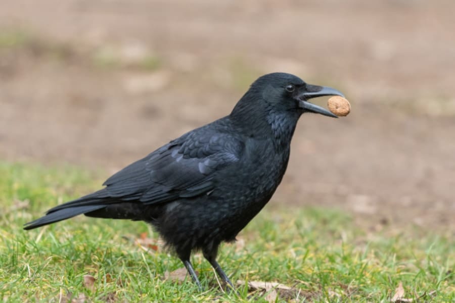 カラスは「ゼロの概念」を理解できると明らかに