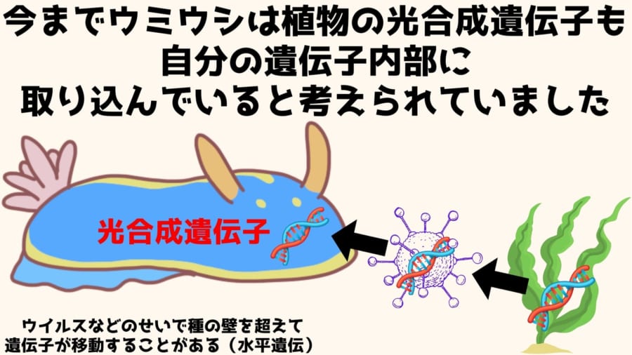 これまでウミウシは葉緑体に加えて光合成遺伝子を植物から取り込んだと考えられていた