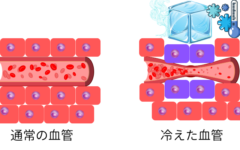 冷やされると血管が収縮して細胞に血液が送られなくなる