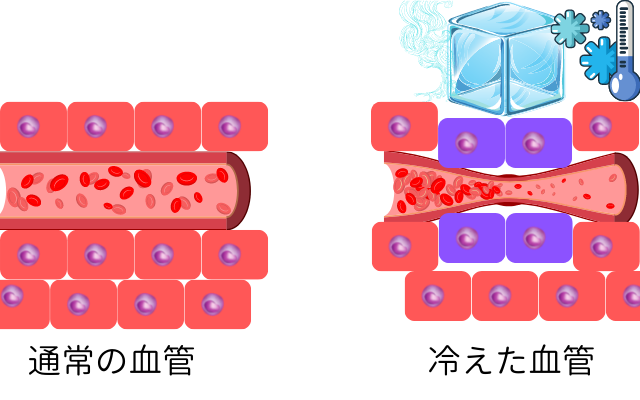 冷やされると血管が収縮して細胞に血液が送られなくなる